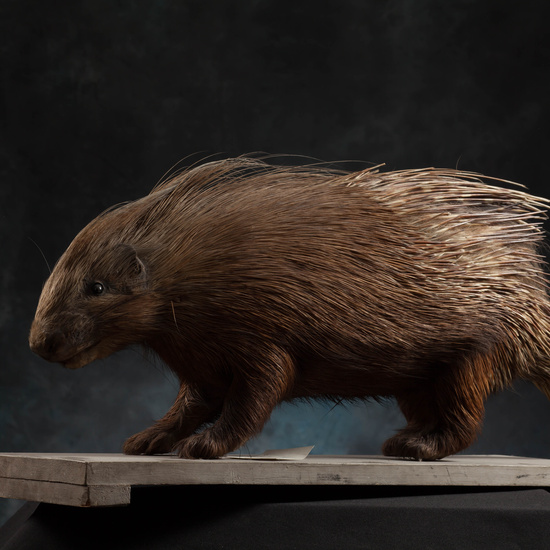 IES_SANISIDRO_MUSEO_Zoolgía_098