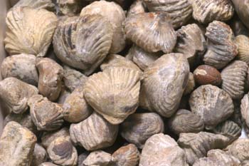 Braquiópodo (Braquiópodo) Jurásico