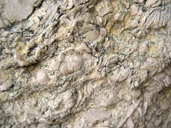 Caliza de Alveolina (Foraminífero) Cretácico