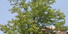 Pan y quesillos - Porte (Robinia pseudoacacia)