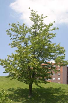 Pan y quesillos - Porte (Robinia pseudoacacia)