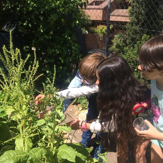 2019_06_11_4º observa insectos en el huerto_CEIP FDLR_Las Rozas 45