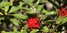 Saúco rojo - Frutos (Sambucus racemosa)