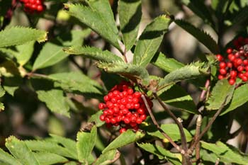 Saúco rojo - Frutos (Sambucus racemosa)