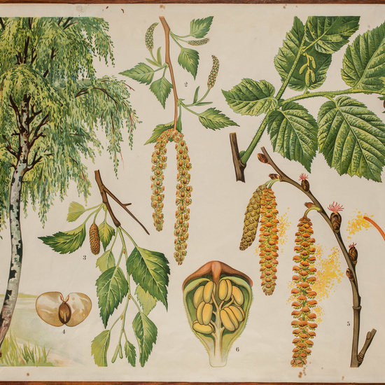 IES_CARDENALCISNEROS_BOTÁNICA_II_LÁMINAS_009