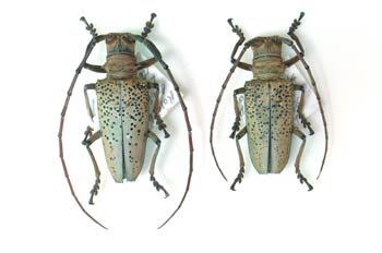 Rosenbergia sp (Asia)