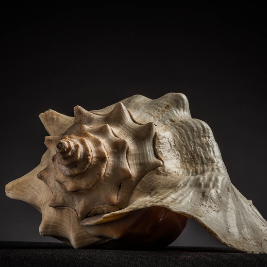 IES_CARDENALCISNEROS_CONCHAS_067