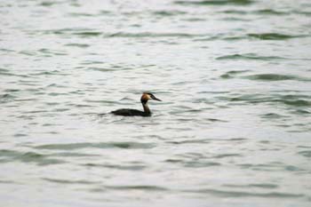 Somormujo lavanco (Podiceps cristatus)