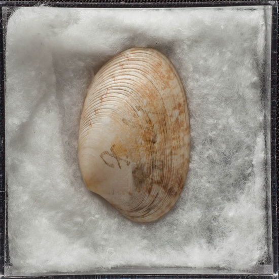 IES_ISABELLACATOLICA_BIOLOGIA_448