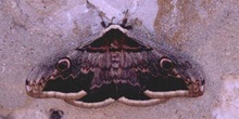 Pavón nocturno (Saturnia pyri)