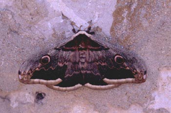 Pavón nocturno (Saturnia pyri)