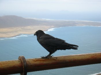Ave frente a Isla Graciosa