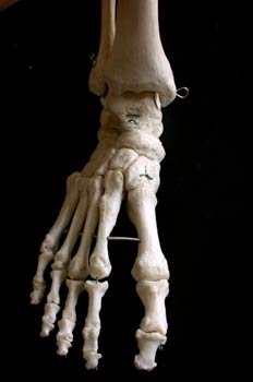 Huesos del  Pie