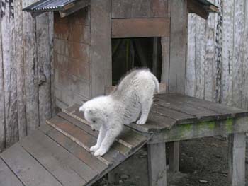 Husky siberiano, Argentina
