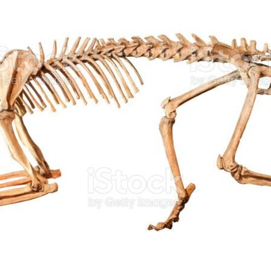 fosil tigre dientes de sable