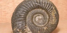 Ammonites (Ammonites) Cretácico