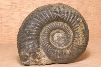 Ammonites (Ammonites) Cretácico