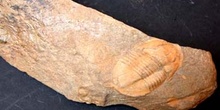 Asaphellus cianus (Trilobites) Ordovícico