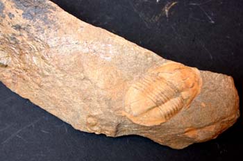 Asaphellus cianus (Trilobites) Ordovícico