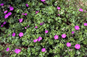 Flores de montaña