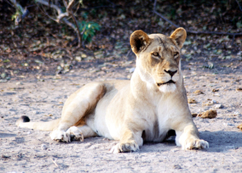 Leona en alerta, Botswana