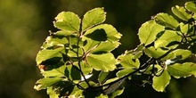 Haya - Hoja (Fagus silvatica)