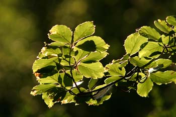 Haya - Hoja (Fagus silvatica)