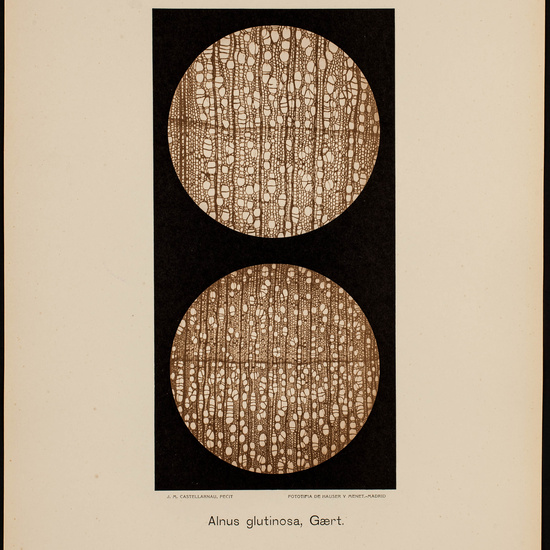 IES_CARDENALCISNEROS_BOTÁNICA_II_LÁMINAS_058