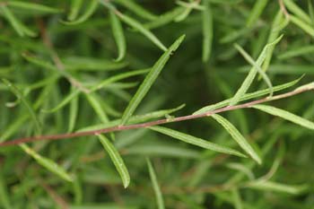 Sarga (Salix eleganos)