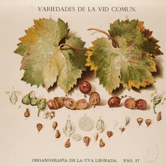 IES_CARDENALCISNEROS_BOTÁNICA_II_LÁMINAS_062