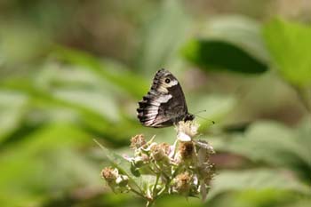 Banda acodada (Hipparchia alcyone)