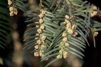 Cefalotejo (Cephalotaxus harringtonia)