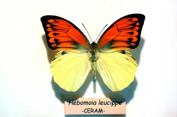 Hebomoia leucippe (Indonesia)