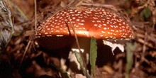 Matamoscas (Amanita muscaria)