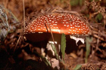 Matamoscas (Amanita muscaria)