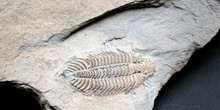 Struszia concomitans (Trilobites) Silúrico