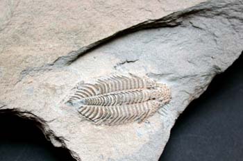 Struszia concomitans (Trilobites) Silúrico