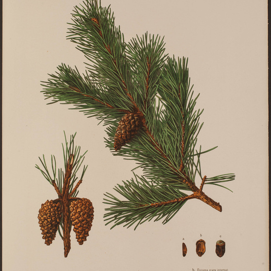 IES_CARDENALCISNEROS_HERBARIO_050