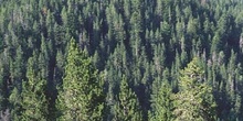 Pino negro - Bosque (Pinus uncinata)