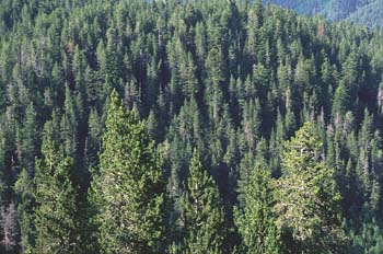 Pino negro - Bosque (Pinus uncinata)