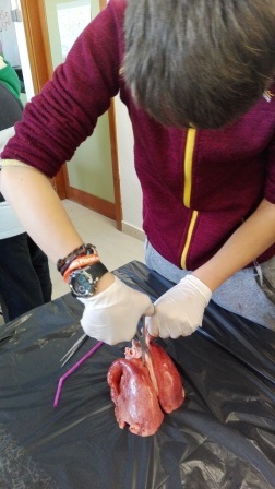 2018_02_09_DISECCION CORAZON Y PULMONES_SEXTO_CEIP FDLR_LAS ROZAS_2 2
