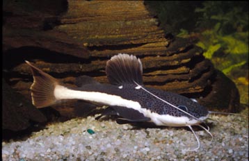 Bagre gigante (Phractocephalus  hemioliopterus)