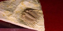 Ketneraspis williamsi (Trilobites) Devónico