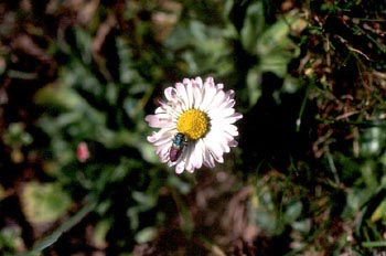 Anthaxia sp.