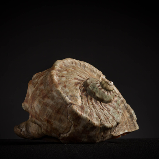 IES_CARDENALCISNEROS_CONCHAS_158