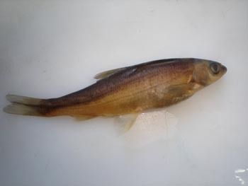 Ciprínido (Chondrostoma sp.)