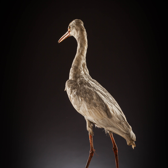 IES_SANISIDRO_MUSEO_Aves_115