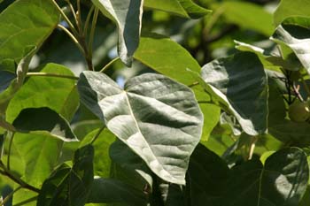 Paulonia (Paulownia tomentosa)