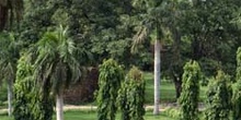 Vista desde el mausoleo de Humayun, con buitres sobre los árbole