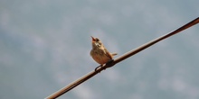 Chochín Troglodytes troglodytes (Linnaeus, 1758)